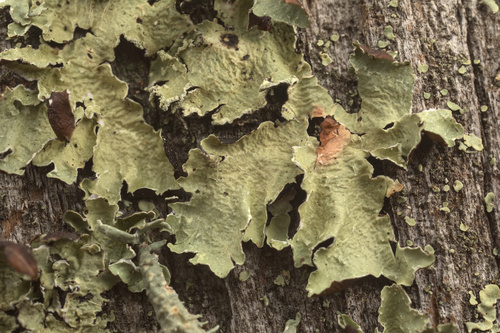 iNaturalist observation photo of Common Lichens