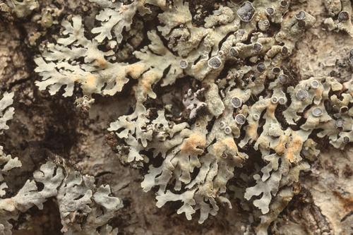 iNaturalist observation photo of Common Lichens