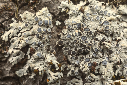 iNaturalist observation photo of rosette lichens