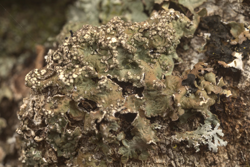 iNaturalist observation photo of Speckled Greenshield Lichens