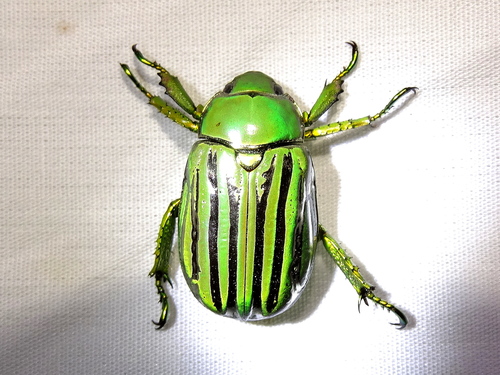 ギンスジウグイスコガネ (Chrysina gloriosa) · iNaturalist
