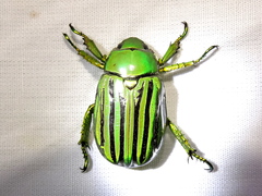 ギンスジウグイスコガネ (Chrysina gloriosa) · iNaturalist
