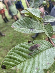 Leptoglossus concolor image