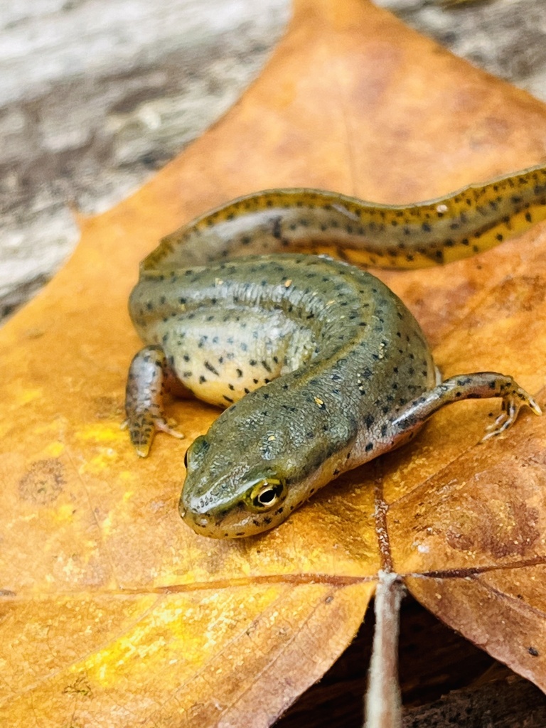 Central Newt in October 2022 by Animal Chats With Simon · iNaturalist