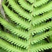 Parasitic Tri-vein Fern - Photo (c) alixerie, all rights reserved