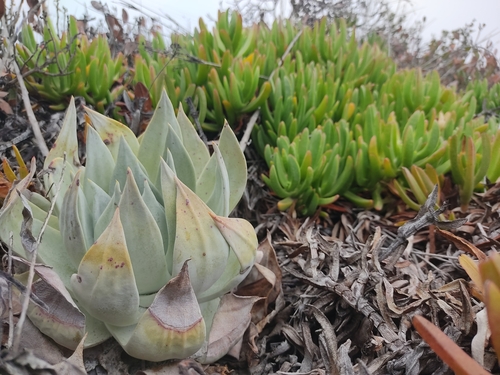 Chalk Live-for-ever foliage
