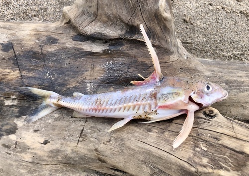 Hemidoras morrisi