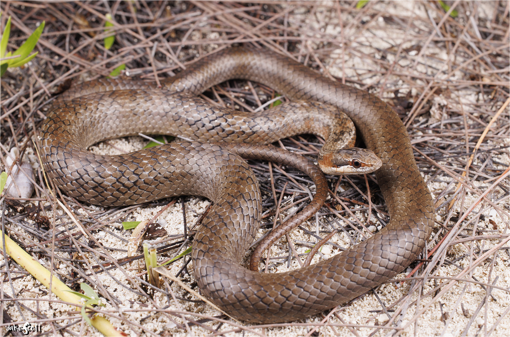 Bahamian Racer