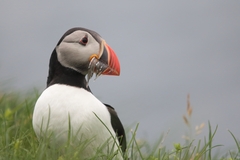 Atlantic Puffin