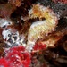 Observation photo