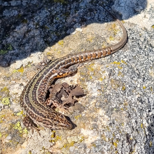 Guadarrama Wall Lizard