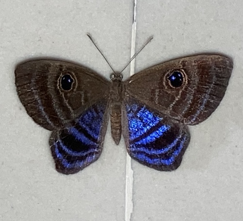 Purple-washed Eyed-Metalmark