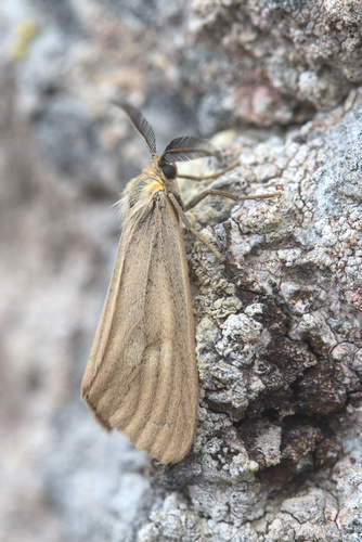 California Oak Moth