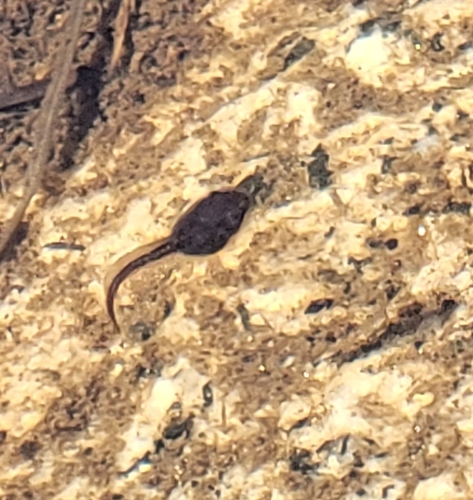 iNaturalist observation photo of Pacific chorus frog
