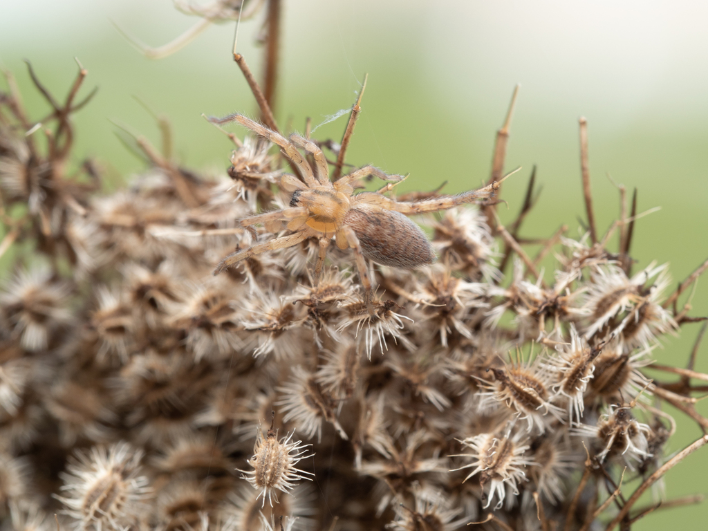 garden ghost spider from Door County, WI, USA on October 01, 2022 at 01