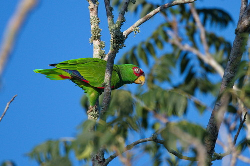White-fronted Amazon