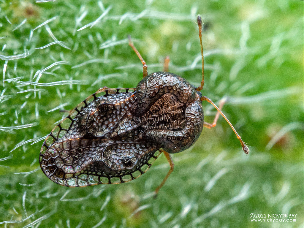 Basil Lace Bug from Geylang, Singapore on October 12, 2022 at 04:06 PM ...