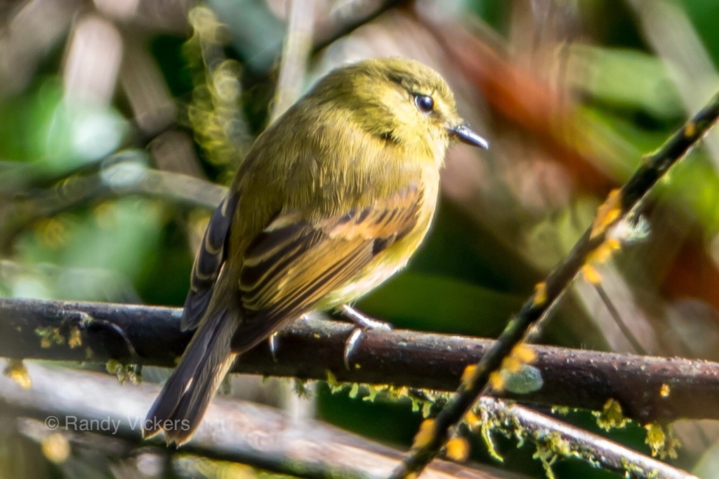 Flavescent Flycatcher photo