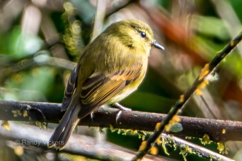 Flavescent Flycatcher