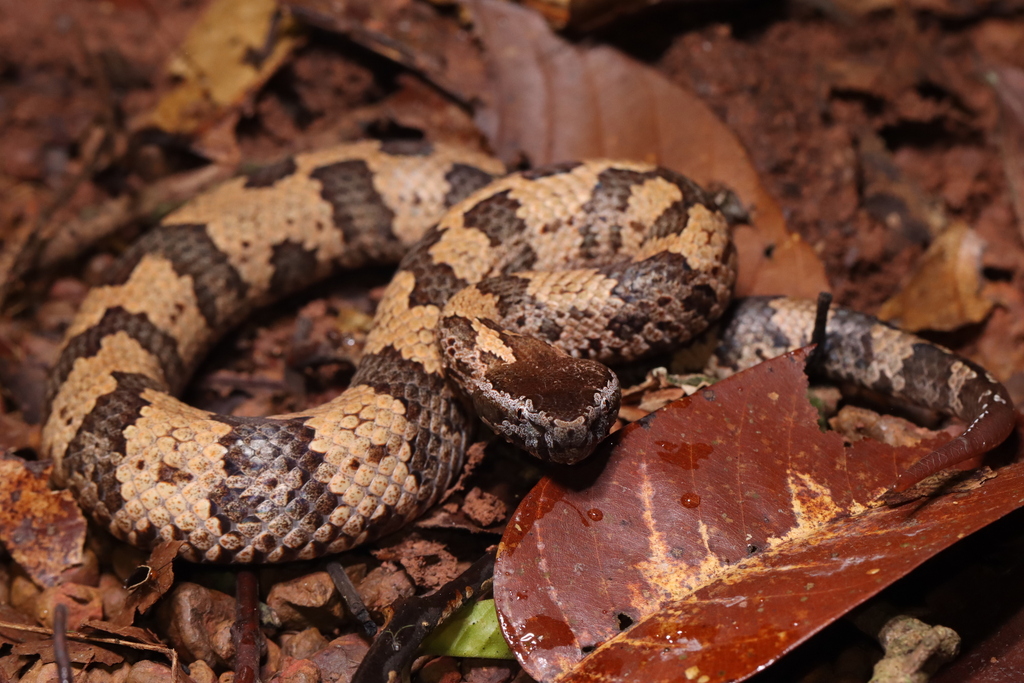 Chinese Mountain Pit Viper from Đạ Tông, Lâm Đồng, Vietnam on September ...