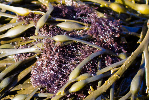 Wrack Siphon Weed