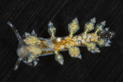 Eubranchus olivaceus image
