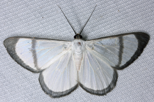Perigramma albivena