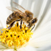 Western Honey Bee - Photo (c) Georges-Alexandre Cotnoir, all rights reserved, uploaded by Georges-Alexandre Cotnoir