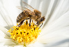 Western Honey Bee - Photo (c) Georges-Alexandre Cotnoir, all rights reserved, uploaded by Georges-Alexandre Cotnoir