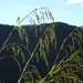 Themeda - Photo (c) naturalistchu, all rights reserved, uploaded by naturalistchu