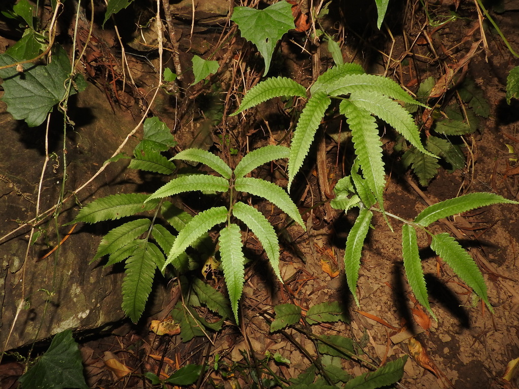 Anisocampium cumingianum (Anisocampium cumingianum)