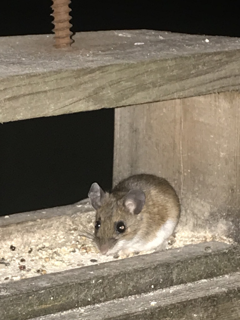 North American Deer Mice from Chapman Dr, Amsterdam, NY, US on October