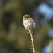 Pacific Northern Pygmy-Owl - Photo (c) Logan A.W. Lalonde, all rights reserved