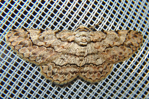 Stenalcidia