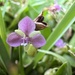 Murdannia nudiflora - Photo (c) anitacrnjac, todos los derechos reservados, subido por anitacrnjac