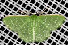 Image of Synchlora frondaria