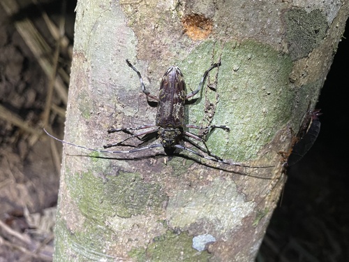 Macropophora trochlearis