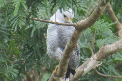 Buteo nitidus image