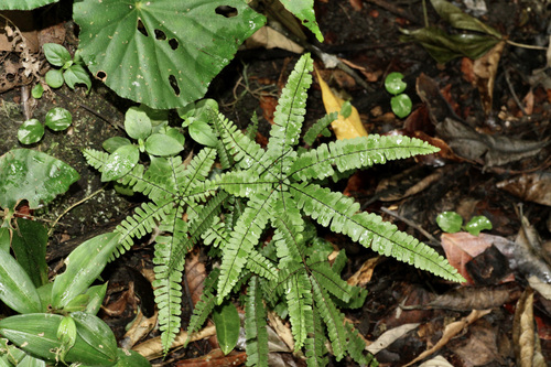 Adiantopsis radiata image