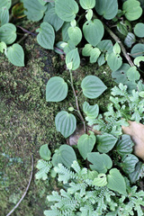 Peperomia urocarpoides image