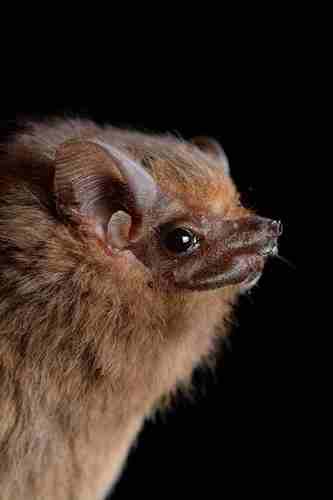 Lesser Dog-like Bat