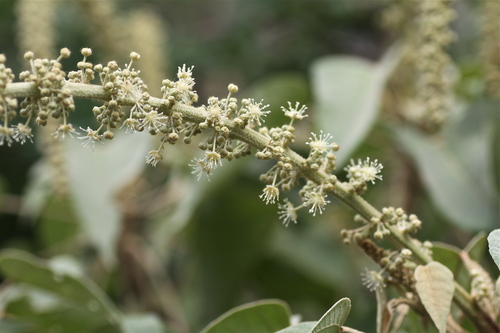 Croton draco - Whole tree