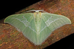 Image of Tachyphyle albisparsa