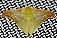 Image of Tachyphyle hamata