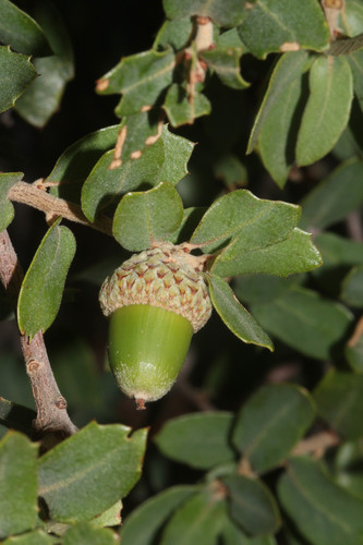 Toumey oak