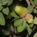 Quercus toumeyi - Photo (c) Terry Gosliner, todos os direitos reservados, uploaded by Terry Gosliner