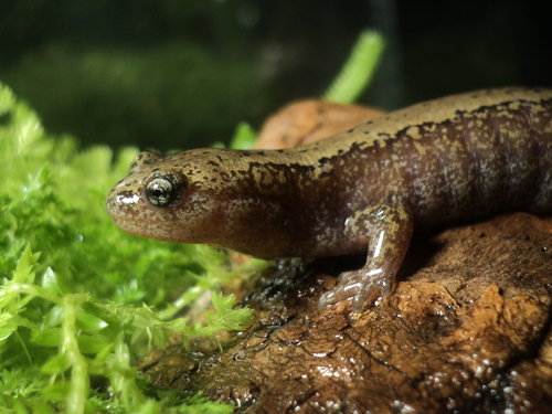 Siberian Salamander