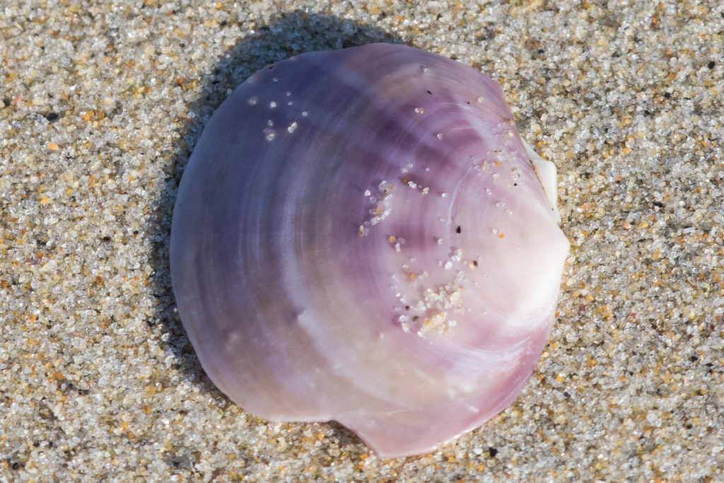 Polished Purple Clam Shell