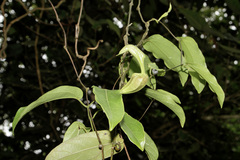 Image of Aristolochia quiricoana