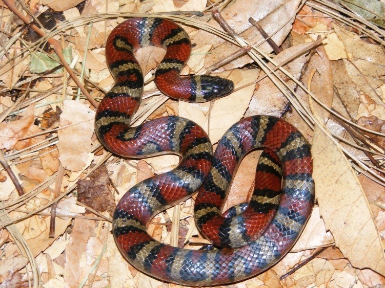 Ruthvens Kingsnake from Tzintzuntzan, Mich., México on September 14